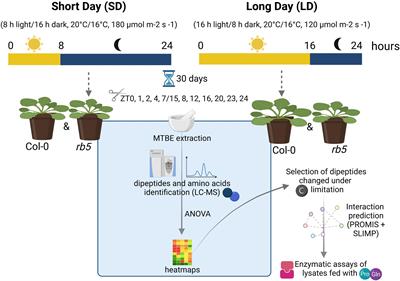 Proteogenic Dipeptides Are Characterized by Diel Fluctuations and Target of Rapamycin Complex-Signaling Dependency in the Model Plant Arabidopsis thaliana